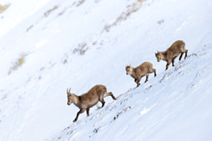 Steinbockfamilie im Schnee