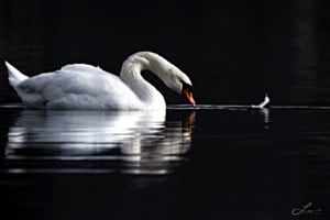 Die Feder Die Feder