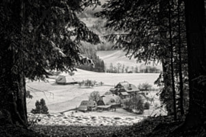 Raus aus dem Wald Raus aus dem Wald