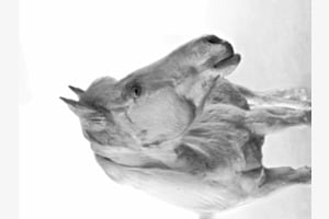 white horse white horse