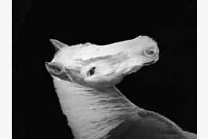 Cavallo magico Cavallo magico