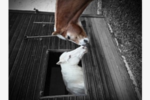 Romeo und Julia Romeo und Julia