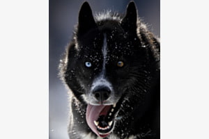 Hundstage Hundstage