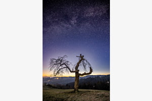 Baum im Licht des Sternenhimmels