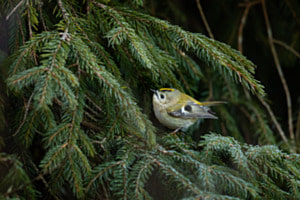 punkiges Wintergoldhähnchen im Emmental