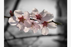 Frühling