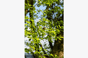 Versteckt im Grün
