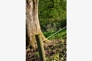 Lichtspiel auf der Waldweide Lichtspiel auf der Waldweide