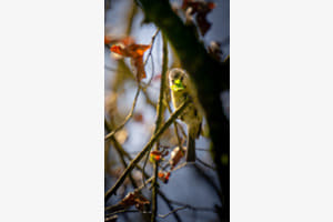 Neugierig und niedlich Neugierig und niedlich