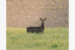 Frecher Bock Frecher Bock
