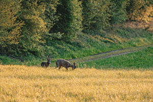 Frühlingsgefühle Frühlingsgefühle