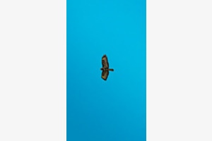 Gleitflug Gleitflug