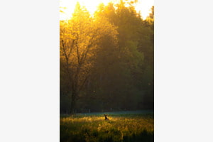 Güldener Morgenglanz Güldener Morgenglanz