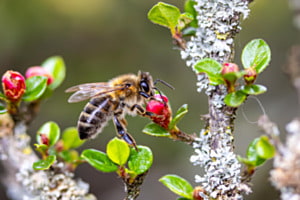 Bienen Blütentanz