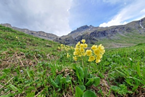 Bergwelt