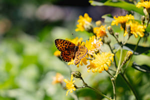 Mariposa