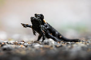Alpen-Salamander Fight Alpen-Salamander Fight