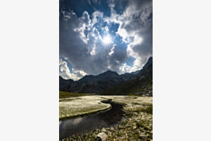 Wollgrasfläche in den Schweizer Alpen