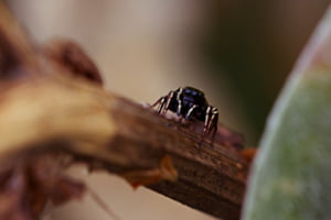 Springspinne Springspinne