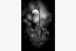 Blume