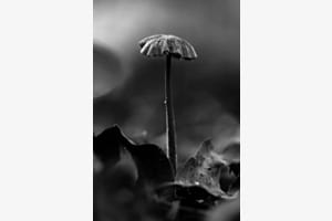 Pilz