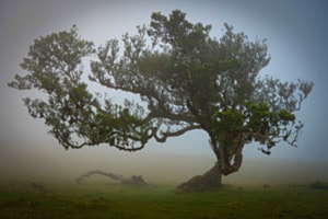Baum Baum