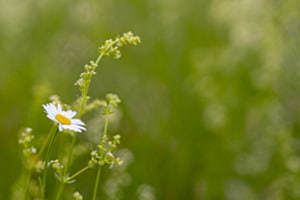 Marguerite Marguerite