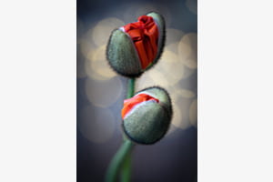 Mohn