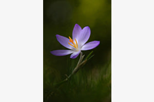 Blume