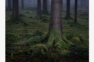 Wald