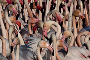 Flamingo Flamingo