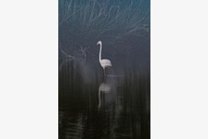 Flamingo Flamingo