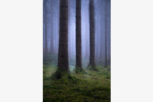 Wald