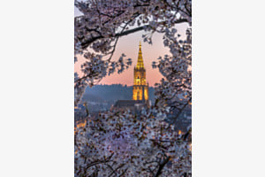 Kirschblütenblick