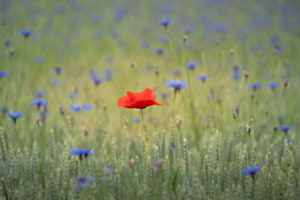 Mohn 1