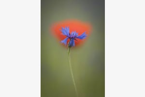 Mohn 2