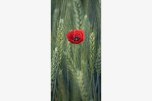 Mohn 3