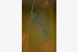 Libelle