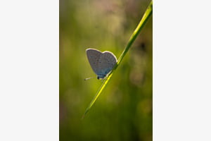 Schmetterling