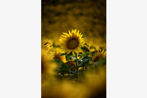 Sonnenblume Sonnenblume