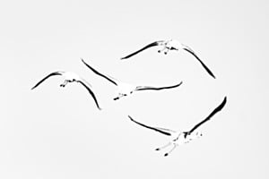 Formation