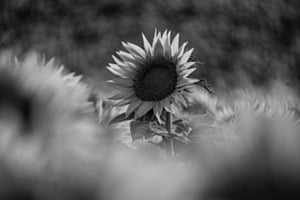 Sonnenblume
