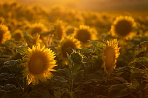 Sonnenblumenfeld Sonnenblumenfeld