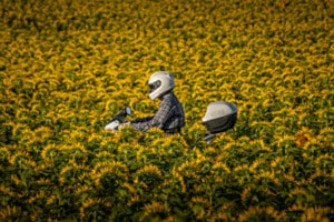 Sonnenblumen Sonnenblumen