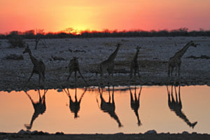 Gegenlicht: Giraffen im Etosha Nationalpark Gegenlicht: Giraffen im Etosha Nationalpark