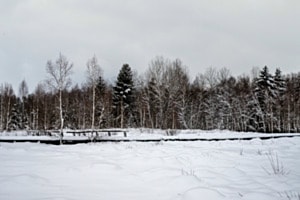 Winter im Hochmoor