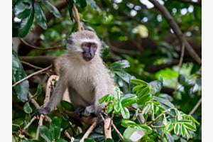 Achtsam - Grüne Meerkatze, Südafrika Achtsam - Grüne Meerkatze, Südafrika