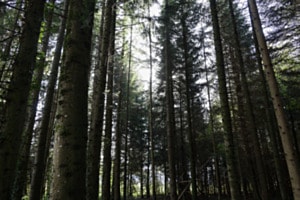 Wald
