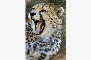 Zähne der Wildnis Zähne der Wildnis