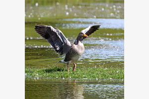 Ready for take-off